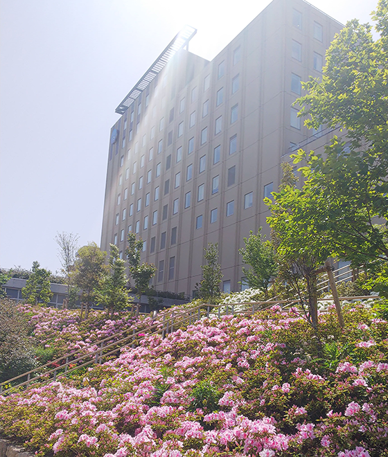 日本医科大学付属病院と赤い花の花壇